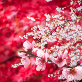  Vancouver Japanese Language School & Japanese Hall