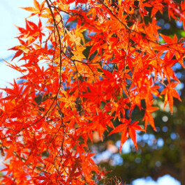  Vancouver Japanese Language School & Japanese Hall