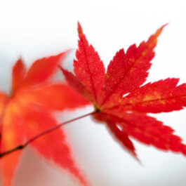  Vancouver Japanese Language School & Japanese Hall