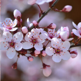  Vancouver Japanese Language School & Japanese Hall